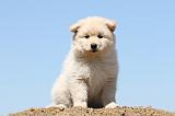 CHIEN FINNOIS DE LAPONIE 547